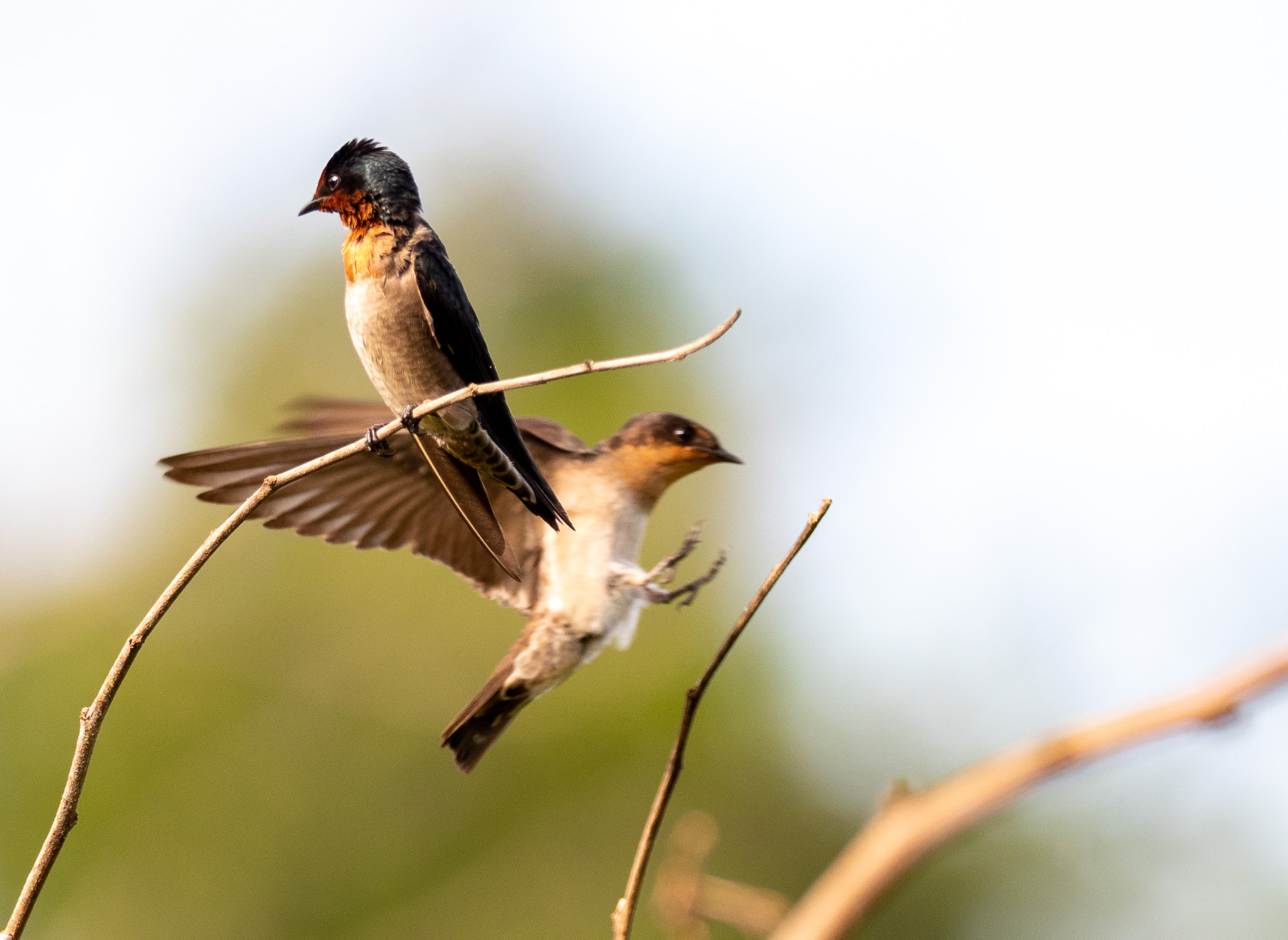 Pacific Swallow perched and in flight
